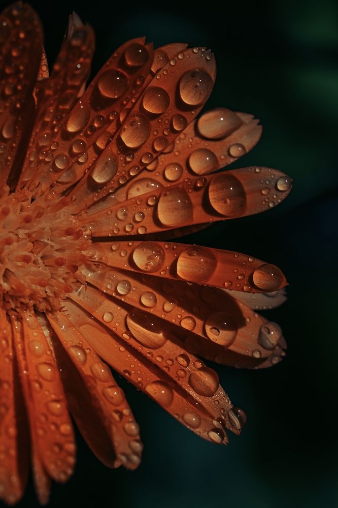 Photograph by Anya Lo