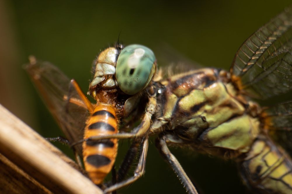 Photograph by Tharindu Gunarathna