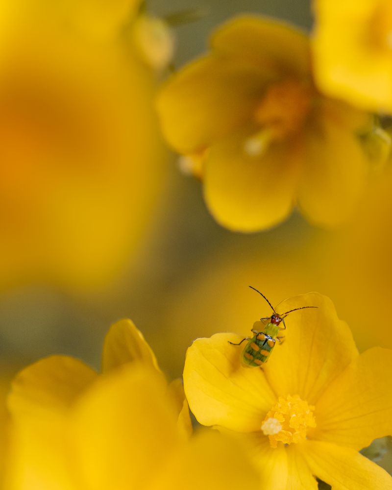 Photograph by Valdir Hobus