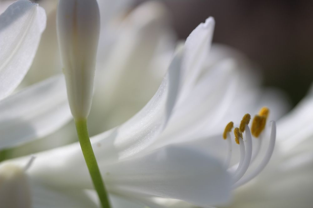 Photograph by JORGE DORANTES