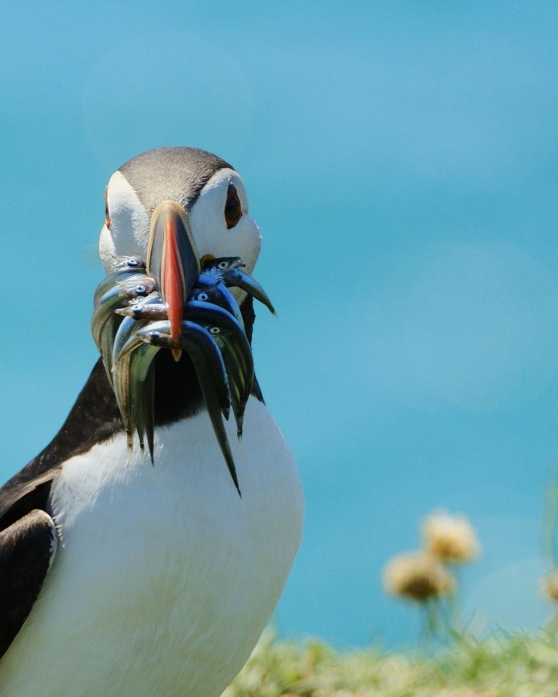 Photograph by Jiddukrishnan Dinil