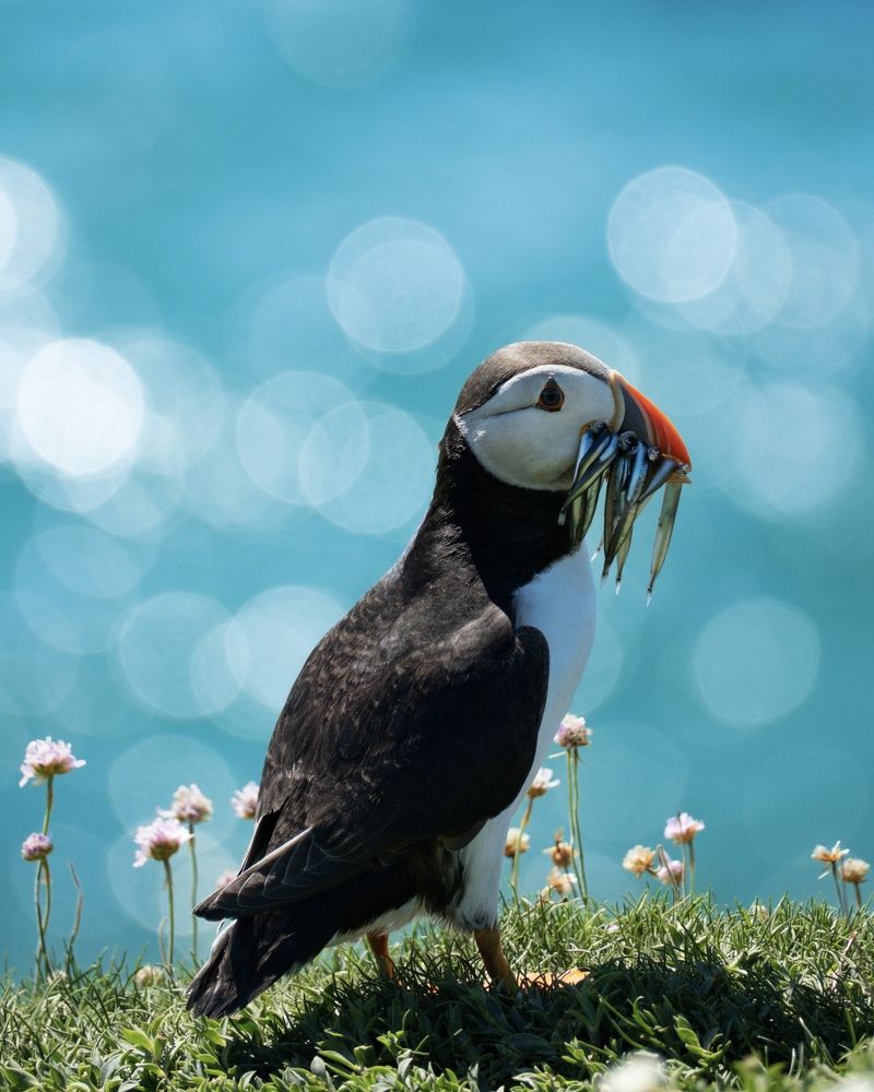 Photograph by Jiddukrishnan Dinil