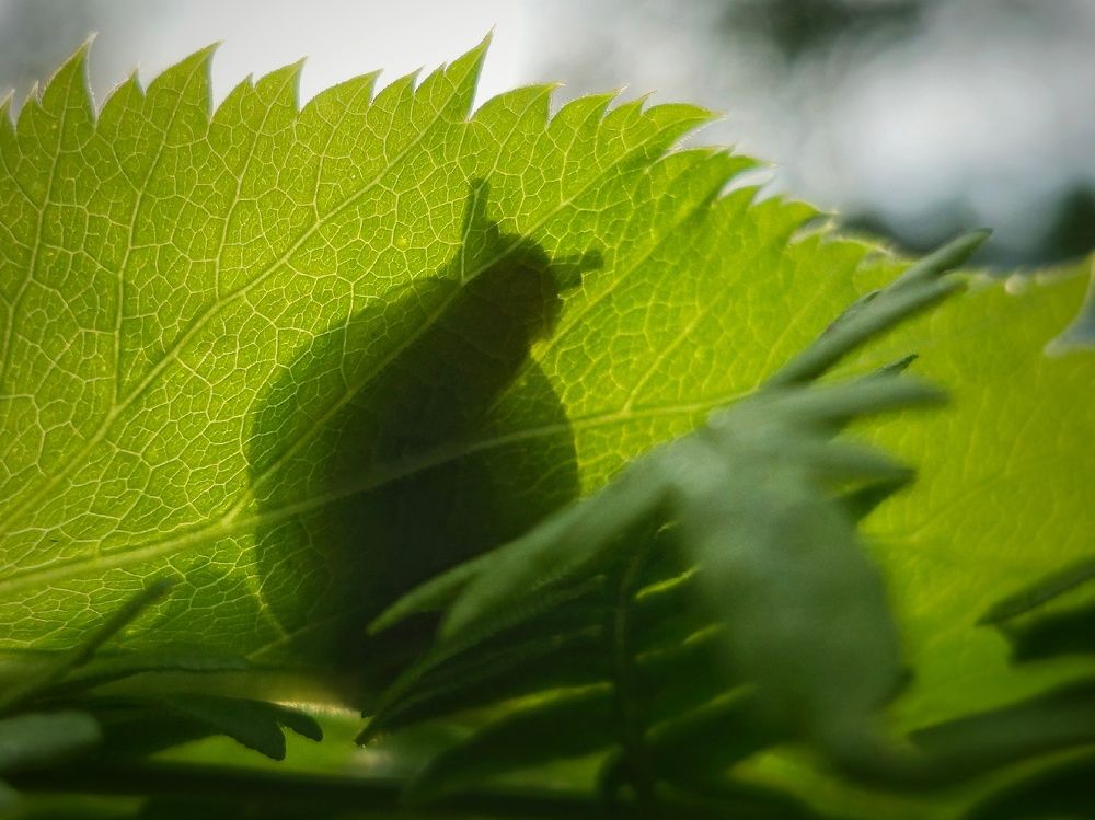 Photograph by Алина Эбель