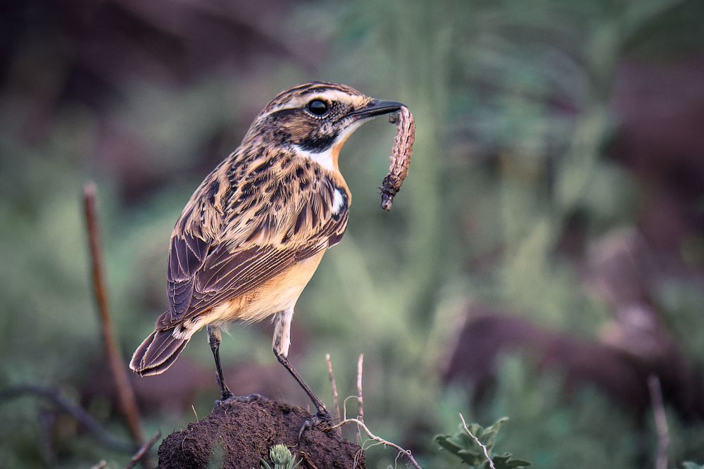 Photograph by Вячеслав Ладанов