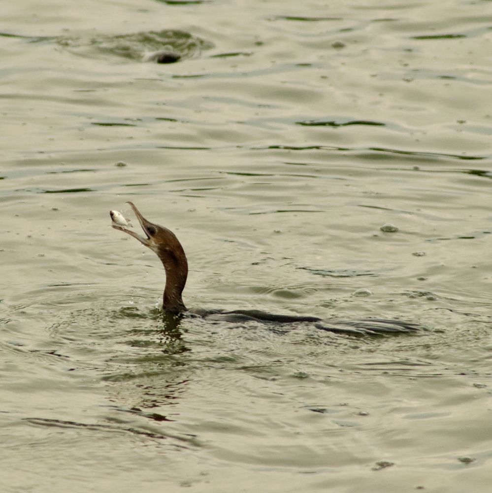 Фотография автора Washiful Majid