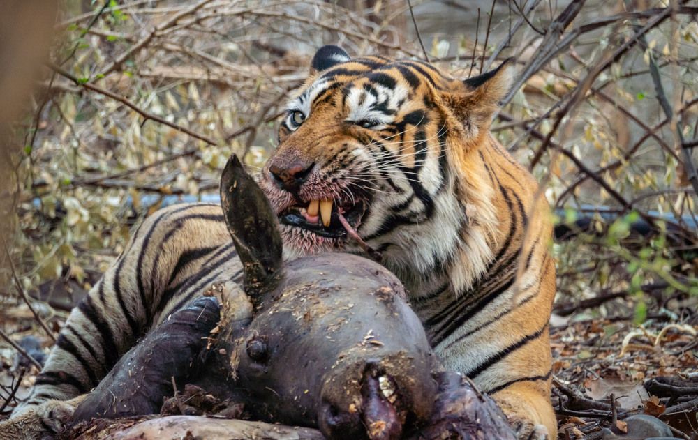 Tiger with his hunted buffaloes.