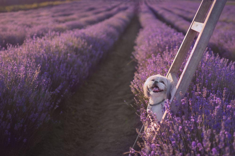 Photograph by Milen Todorov