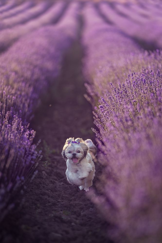 Photograph by Milen Todorov