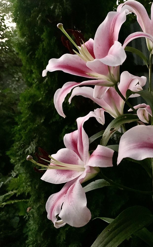 Фотография автора Борис Соколов