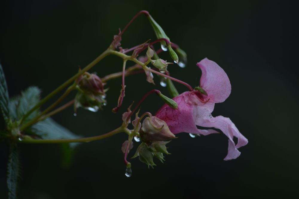 Photograph by Ольга Каминская