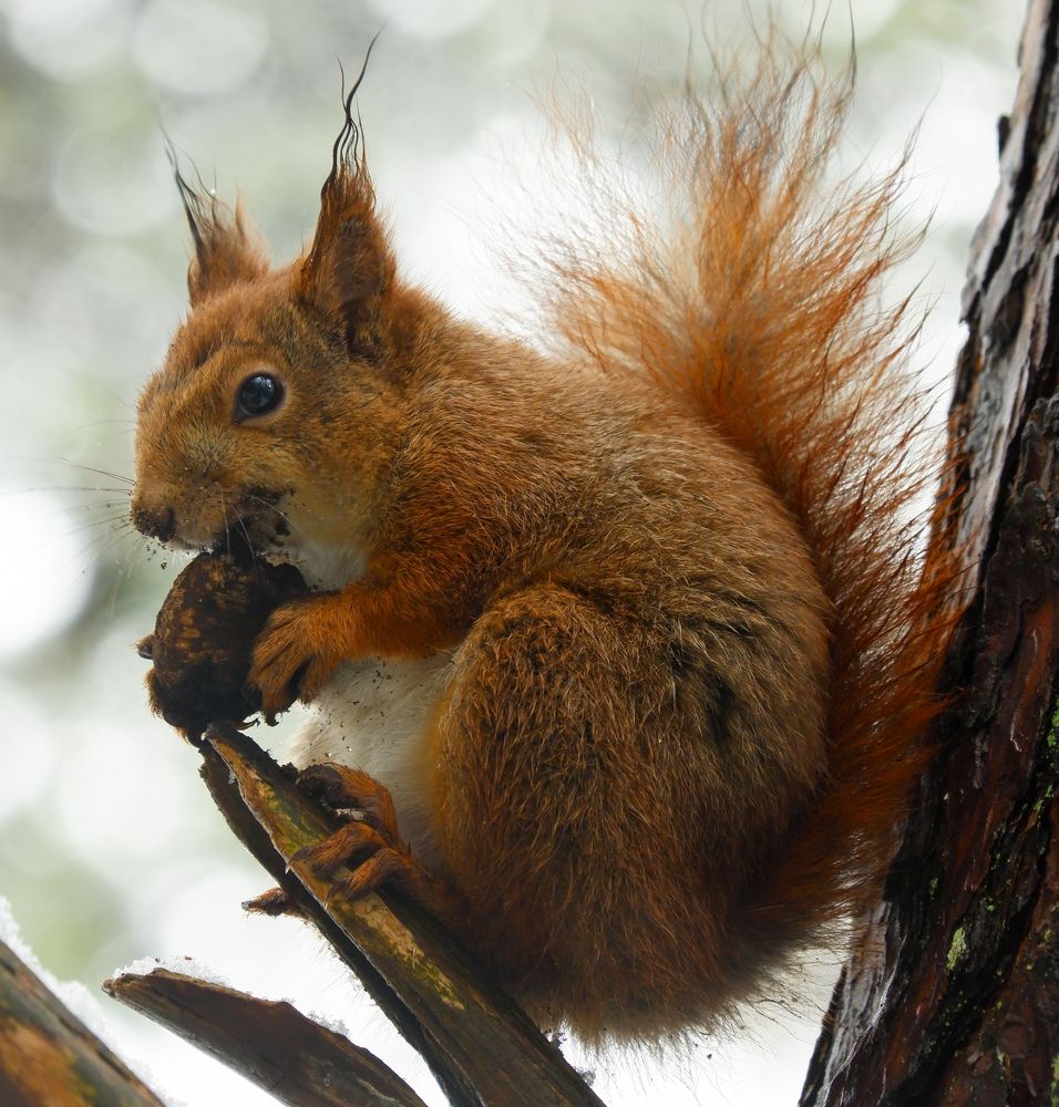 Фотография автора Elvijs Kalnins