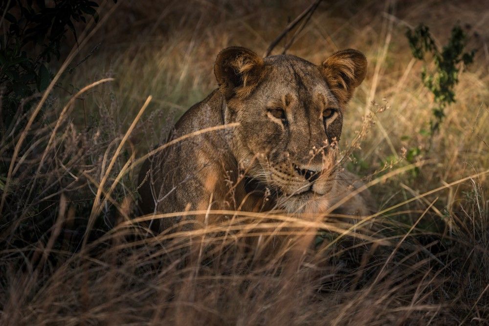 Photograph by Carlo Demicheli