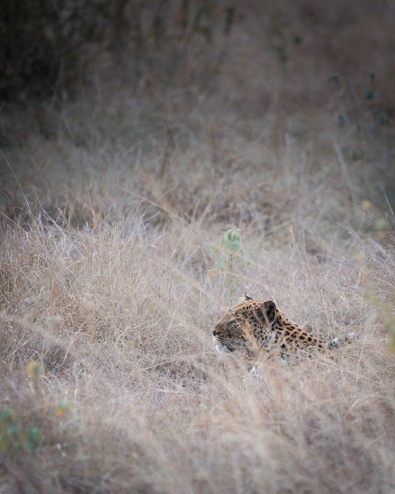 Photograph by Carlo Demicheli