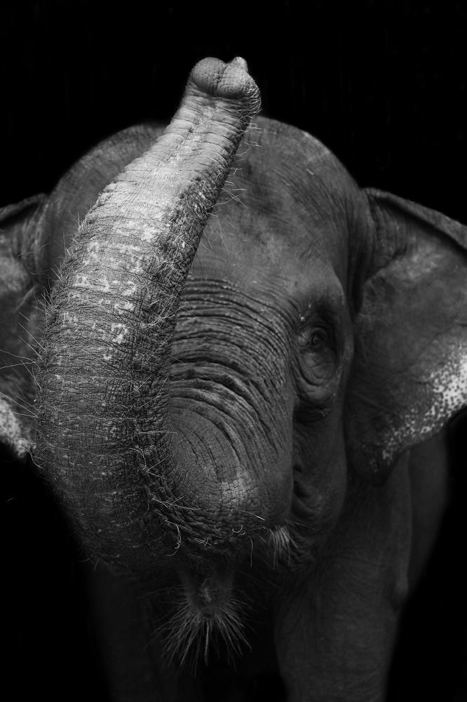 Photograph by Raed Victor Saad