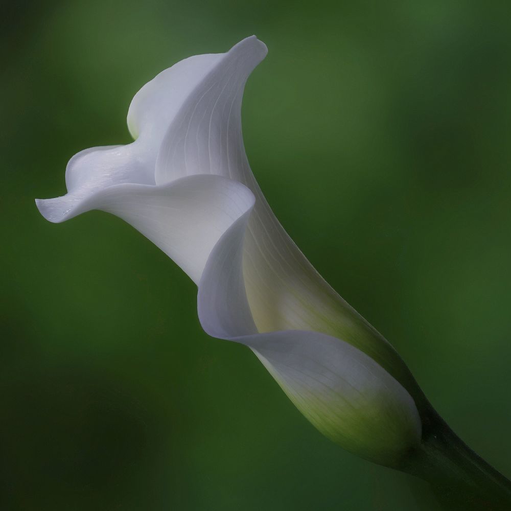 Photograph by Marina Krivitskaya