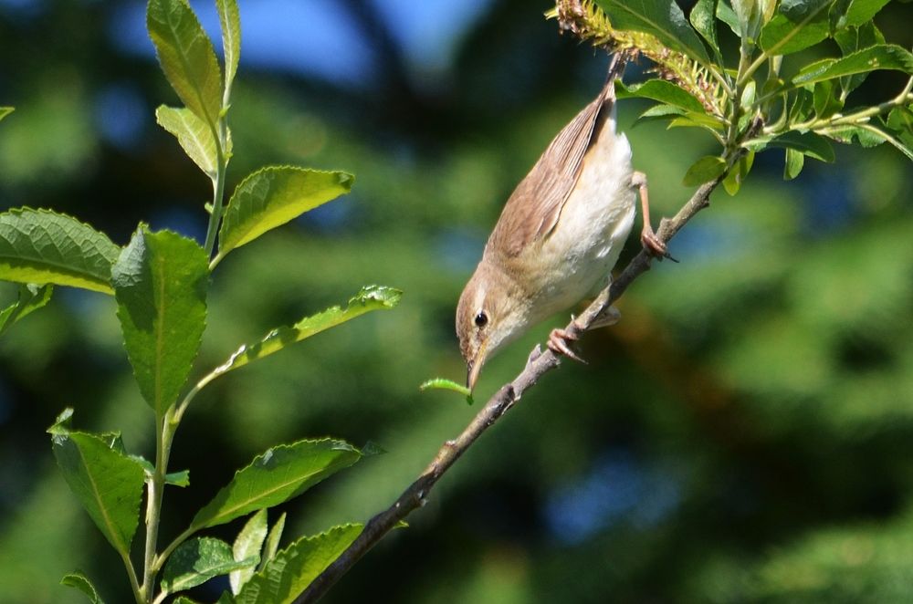 Photograph by Галина Катанова