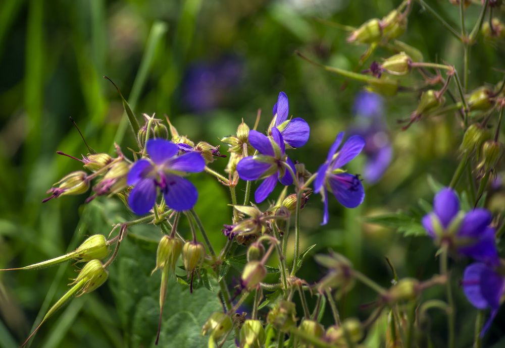 Photograph by Цветков Сергей