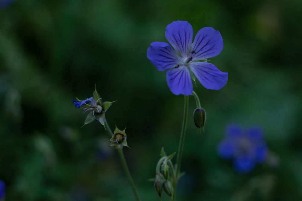 Photograph by Екатерина Журавлева