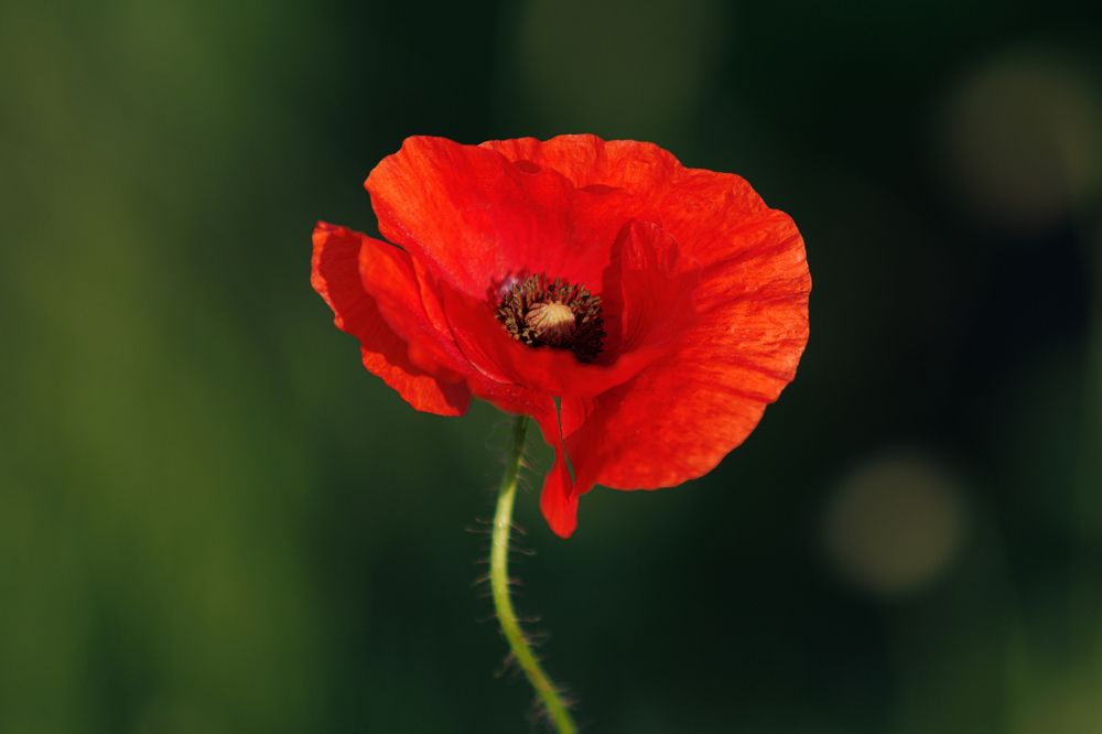 Photograph by Яна Нарбутович