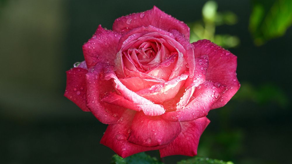 Для одесситки Розы Моисеевны