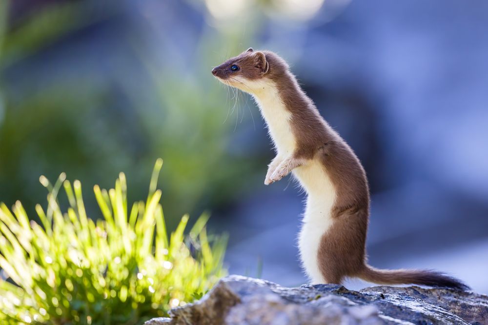 Photograph by Marco Rondi