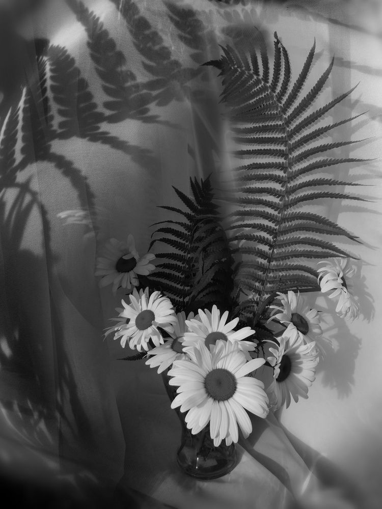 Фотография автора Шипунова Ирина