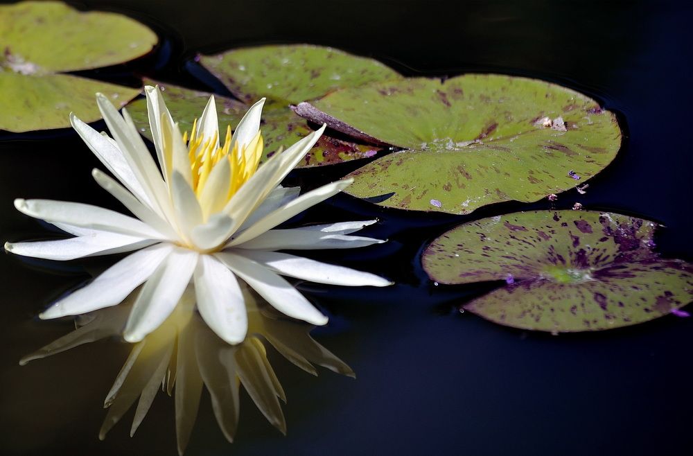 Photograph by Светлана Дисяк