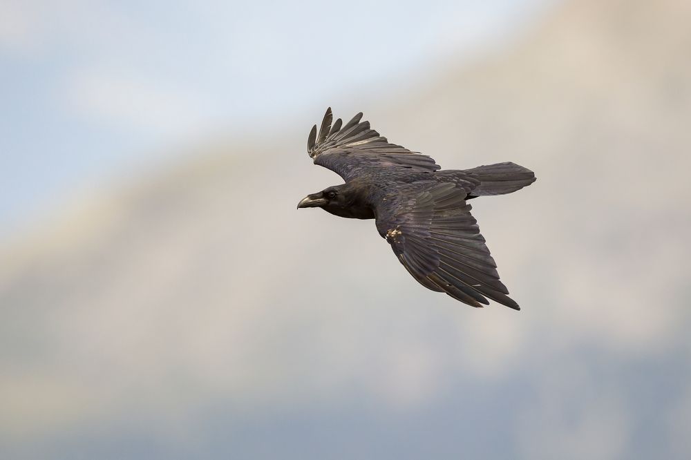 Photograph by Marco Rondi