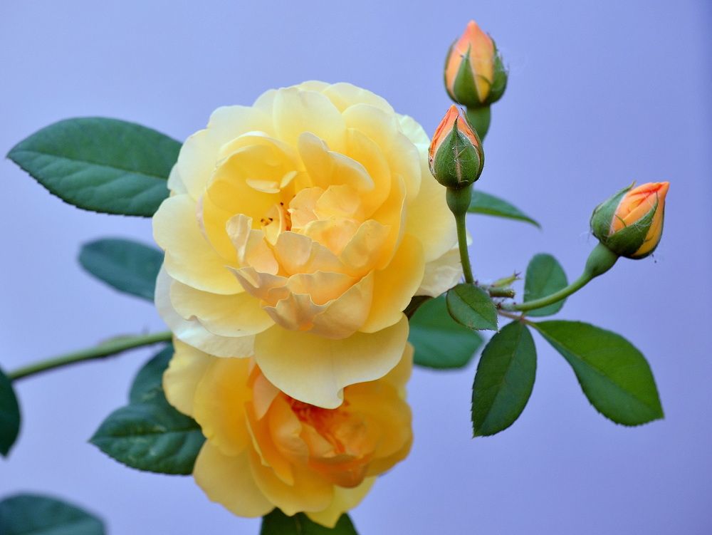 Photograph by Светлана Дисяк