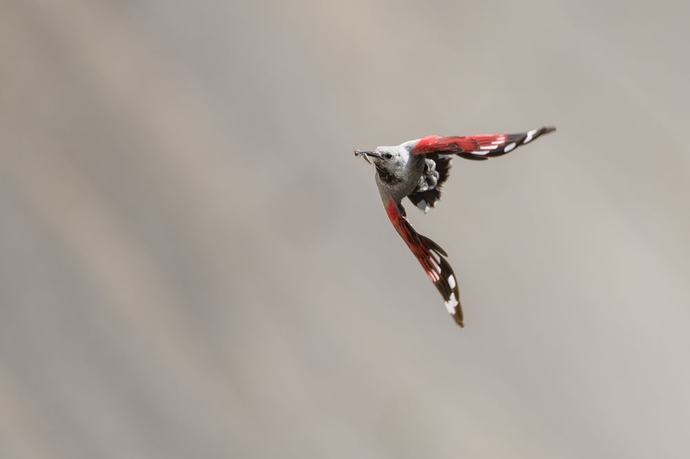 Photograph by Marco Rondi