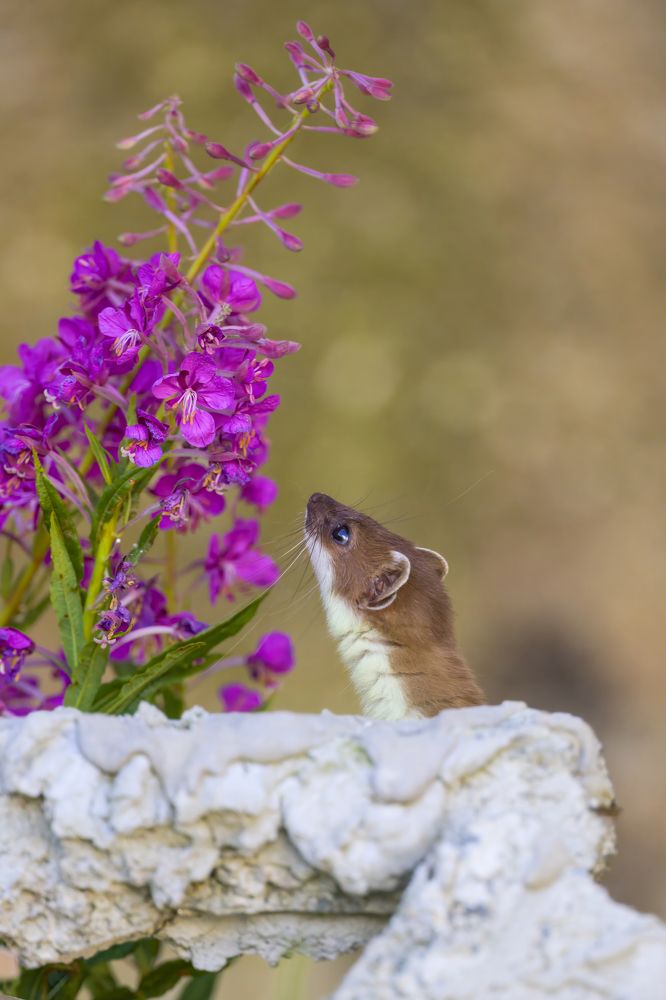 Ermine (Mustela Erminea)