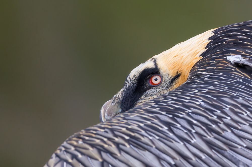 Gipeto (Gypaetus Barbatus)