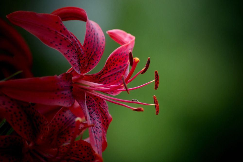 Photograph by Елена Ласун