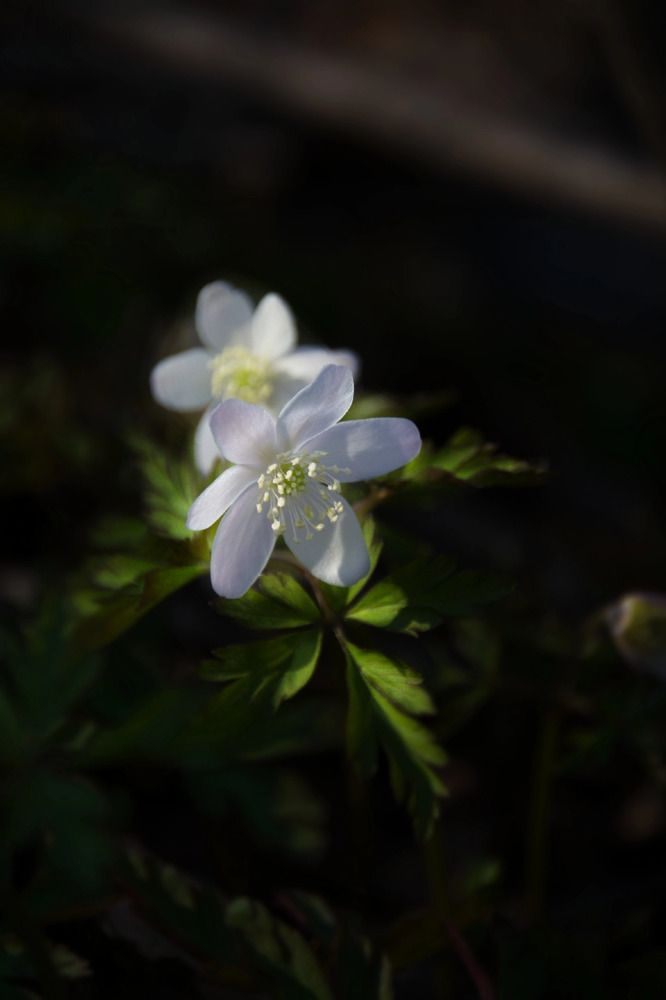 Photograph by Елена Ласун