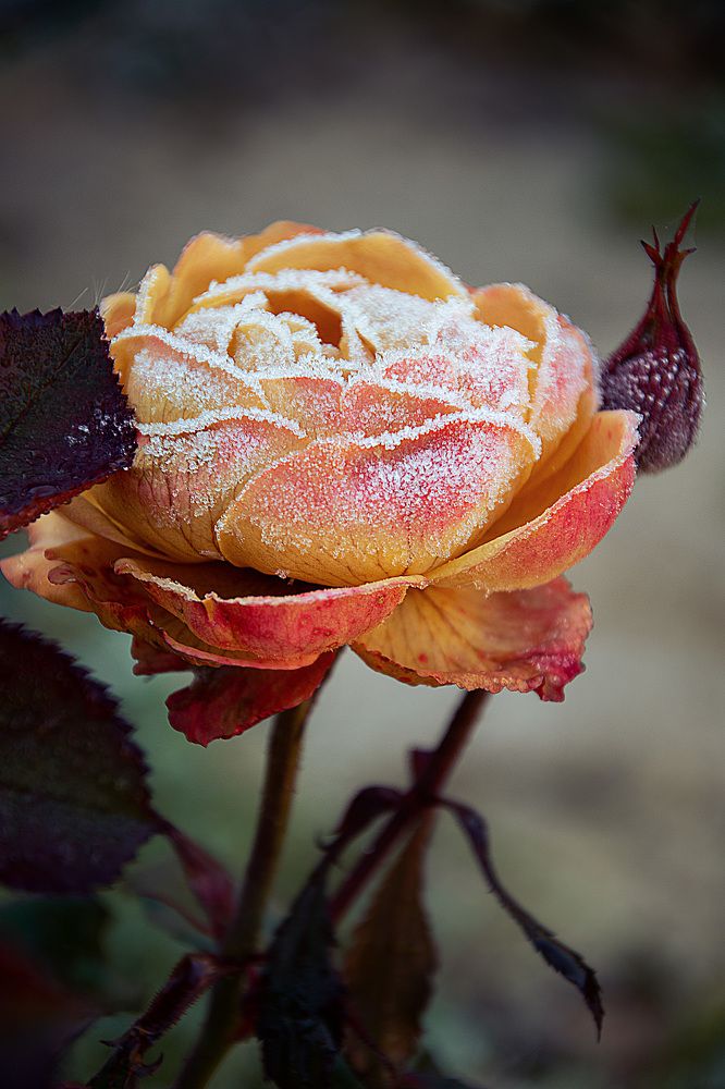 Фотография автора Петрова Анастасия