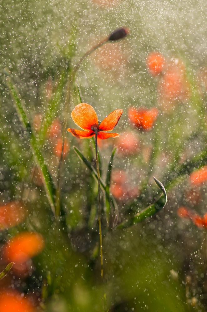 Photograph by Анна Иванова