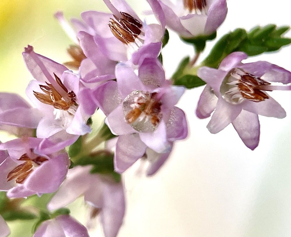 Photograph by ЛИЛИЯ БОБКО