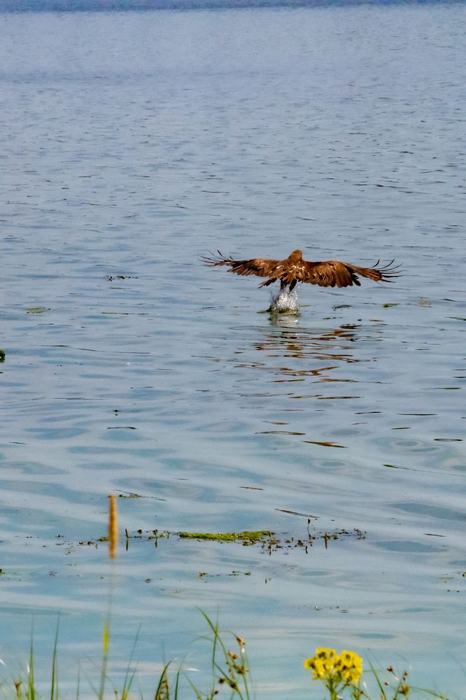 Фотография автора Олег Капуста