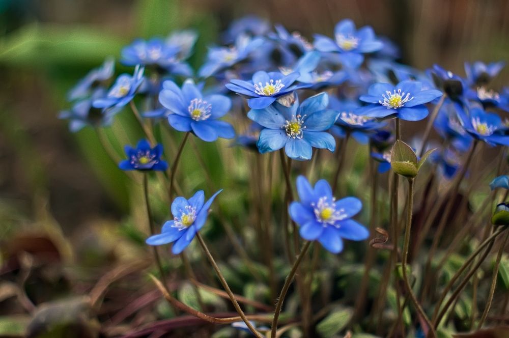 Фотография автора Орлов Олег
