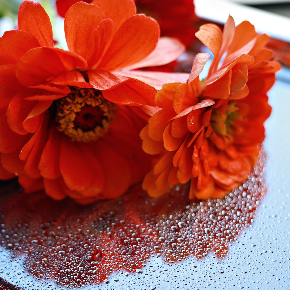 Photograph by Светлана