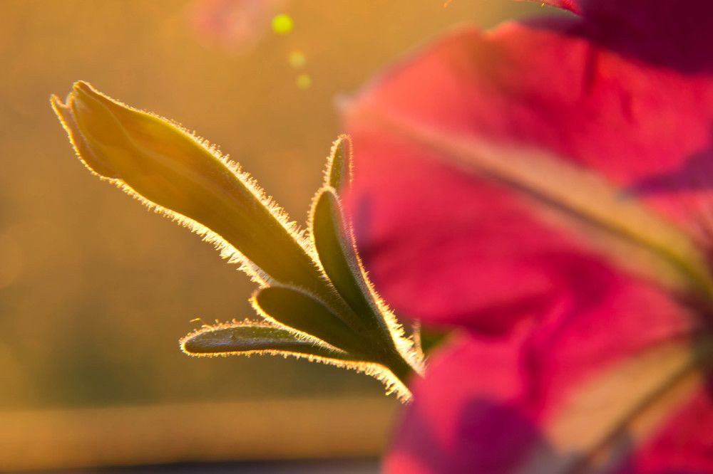 Фотография автора Юлия Кранина