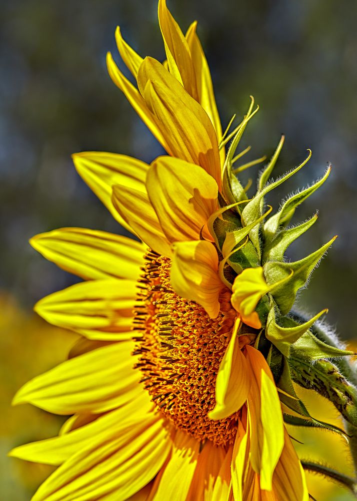 Photograph by Светлана