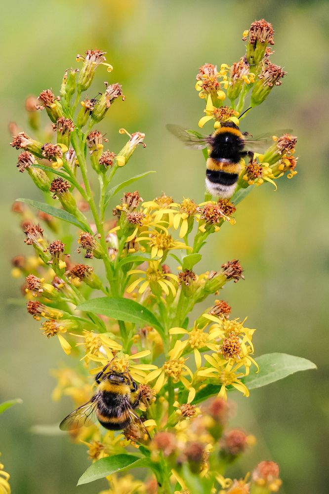 Photograph by Алексей Голубев