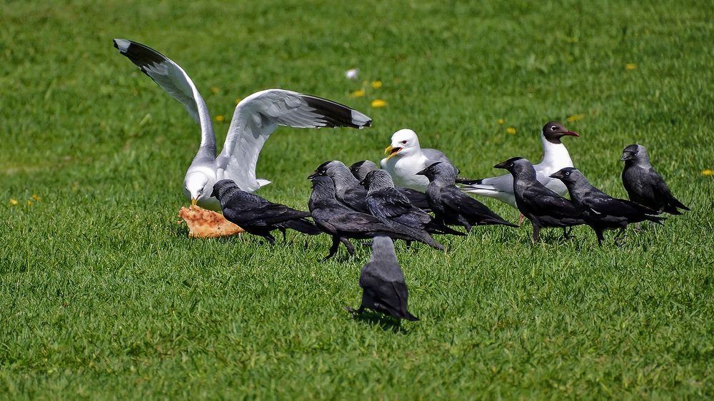 Много желающих на один кусок