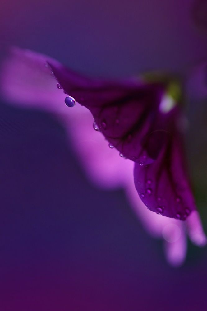 Photograph by Лариса Торопченкова