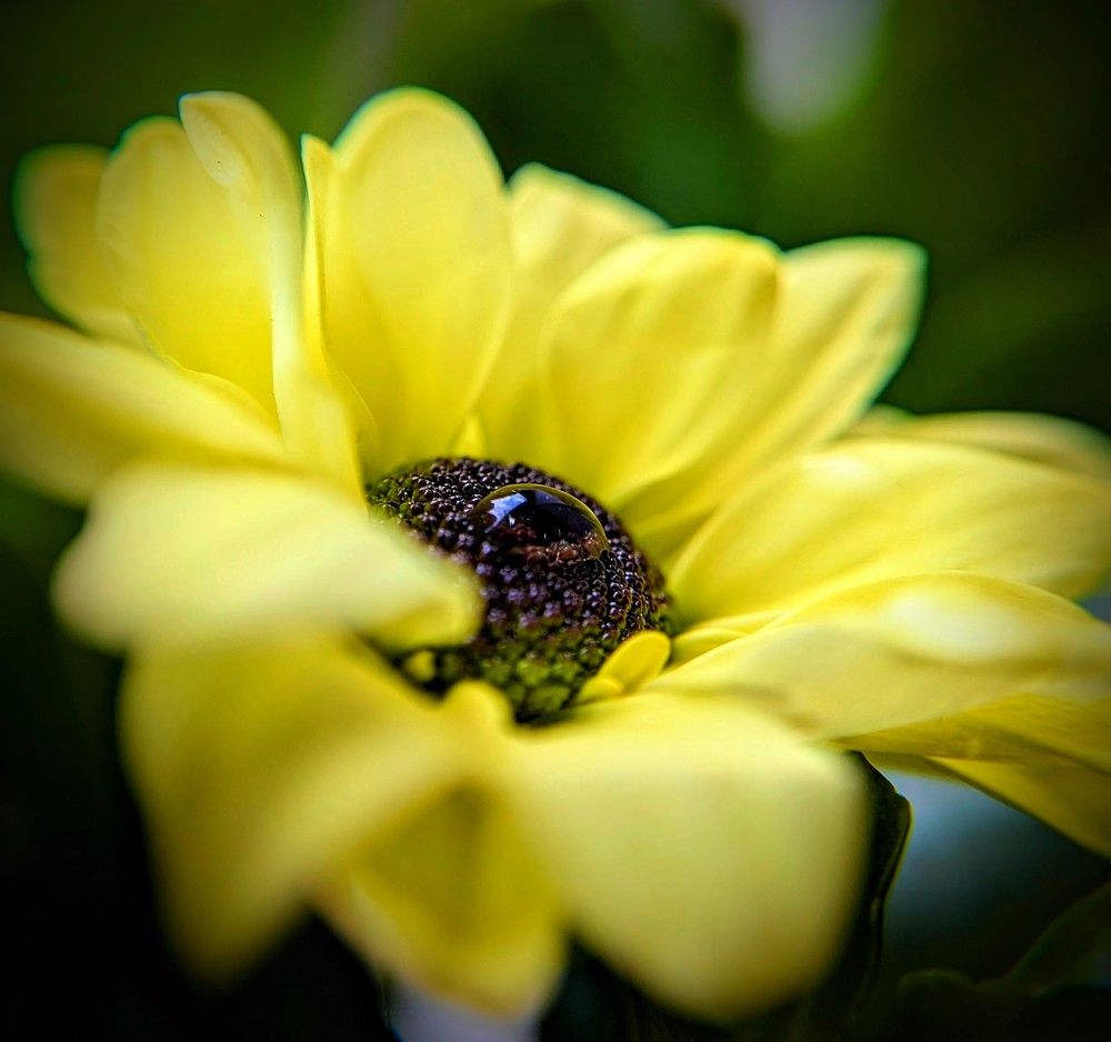 Photograph by AlexaL