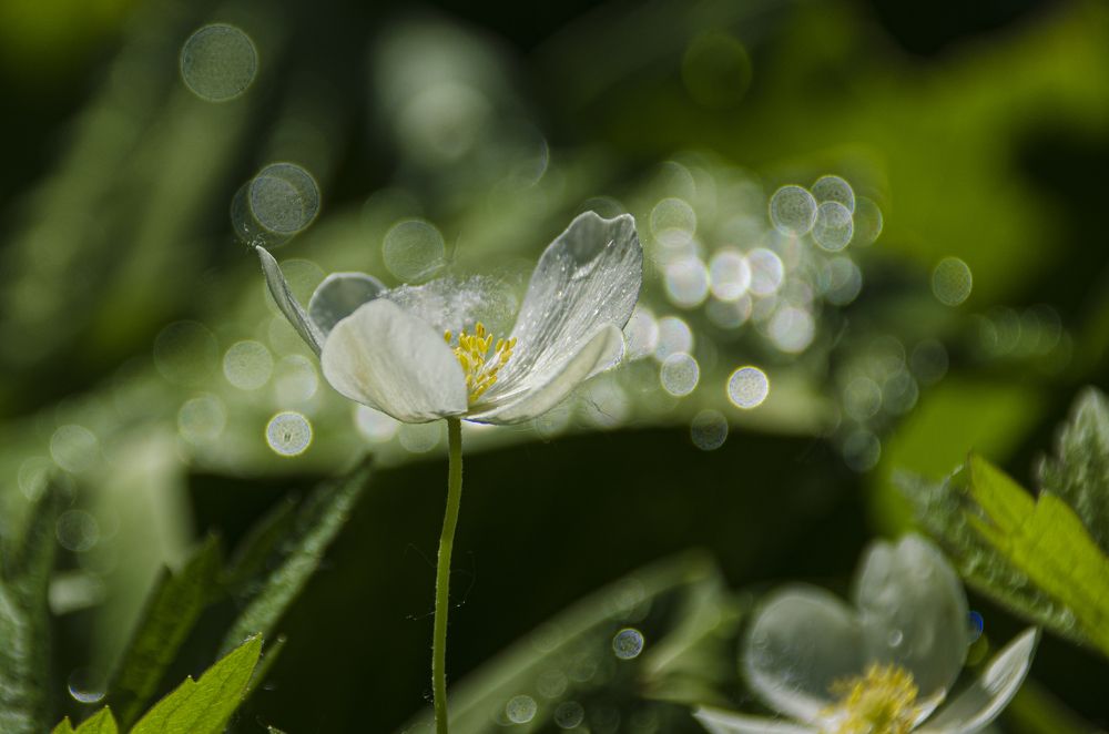 Photograph by 
