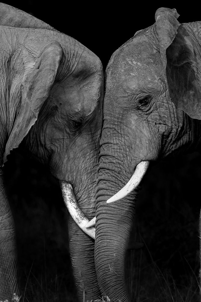 Greetings of the Gentle Giants