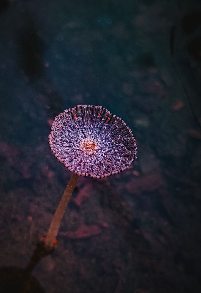 Photograph by Kumar Munna