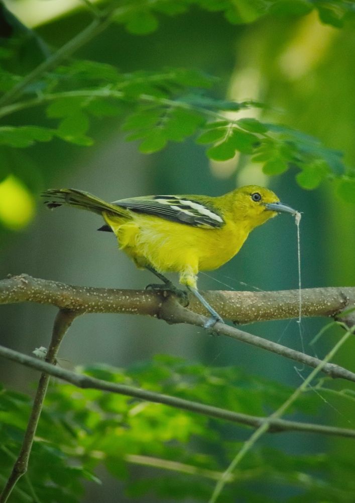 Фотография автора Washiful Majid